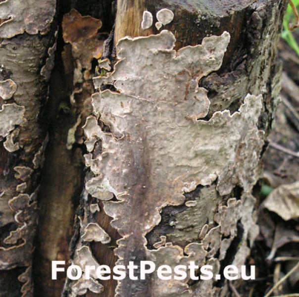 Pevn&iacute;k zvr&aacute;snen&yacute;