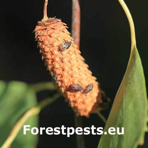 Behavka brezov&aacute;