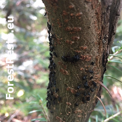 Medovnica Cinara curvipes