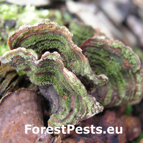 Pevn&iacute;k žltn&uacute;ci