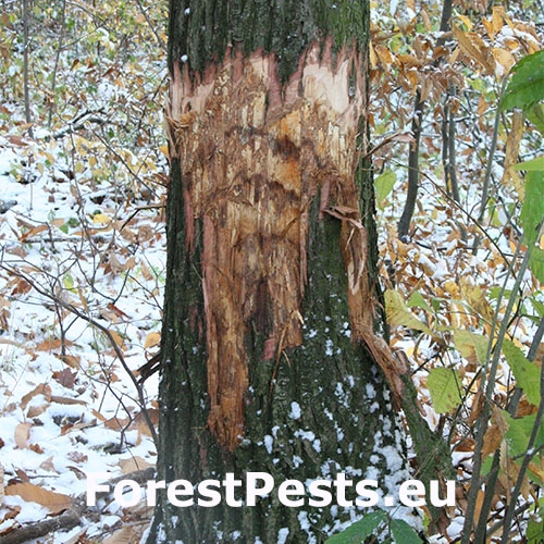 Rakovina k&ocirc;ry ga&scaron;tana