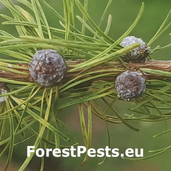 Byľomor Dasineura kellneri