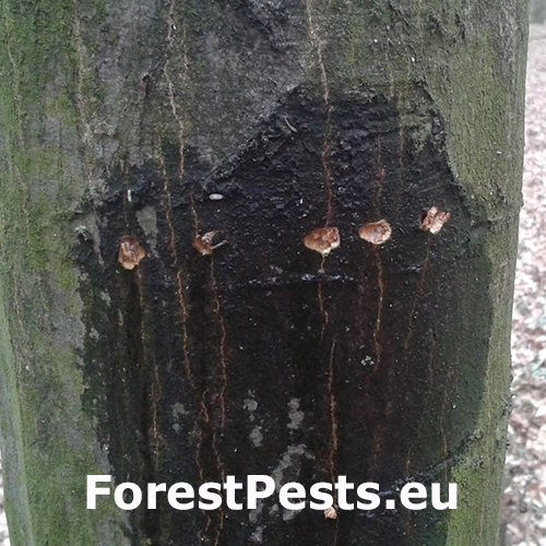 Kr&uacute;žkovanie stromov - ďateľ