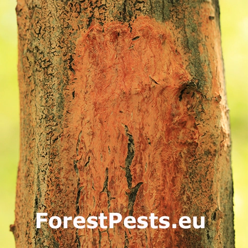 Oranžov&aacute; k&ocirc;ra