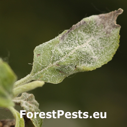 M&uacute;čnatka jabloňov&aacute;