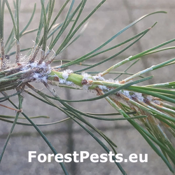 Vo&scaron;ka Pineus pini