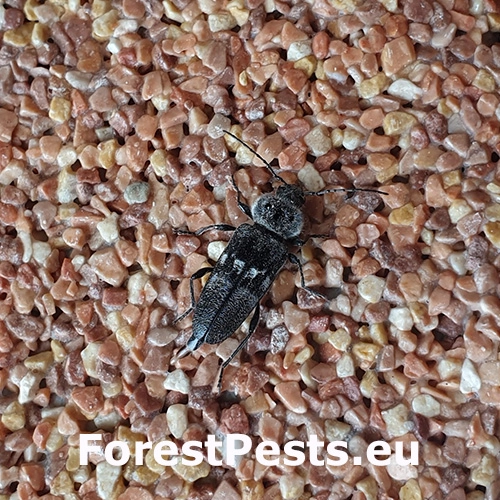 Fuz&aacute;č krovov&yacute;