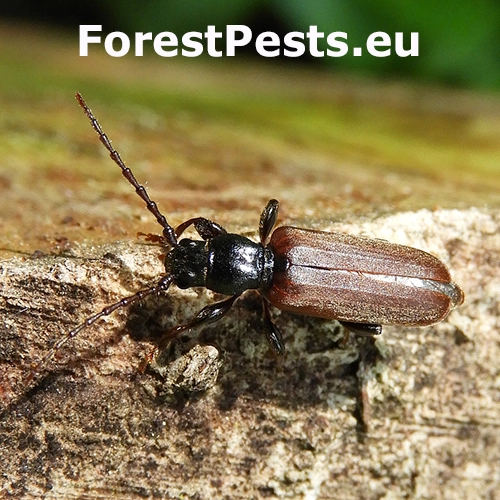 Fuz&aacute;č smrekov&yacute;