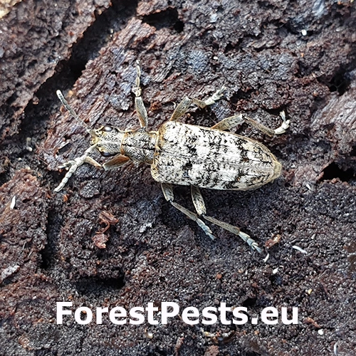 Fuz&aacute;č k&ocirc;rov&yacute;