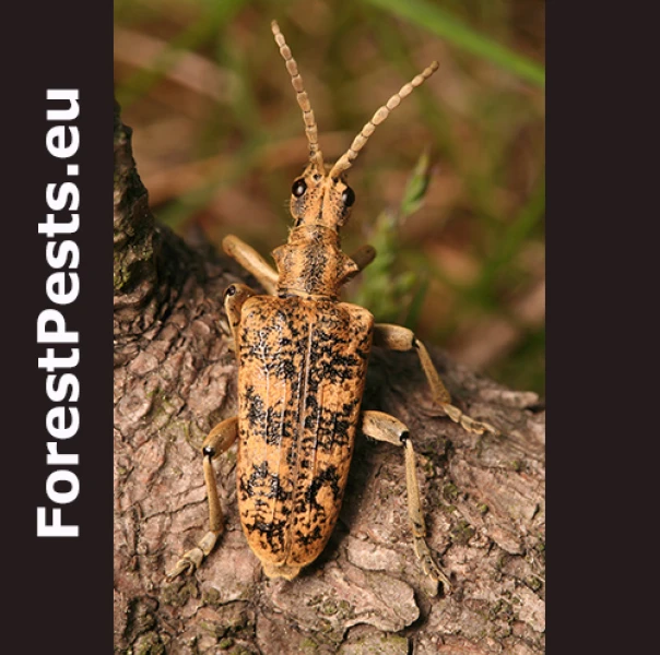 Fuz&aacute;č žlto&scaron;kvrn&yacute;