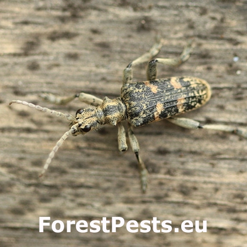 Fuz&aacute;č Rhagium mordax