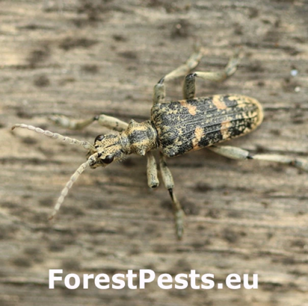 Fuz&aacute;č Rhagium mordax