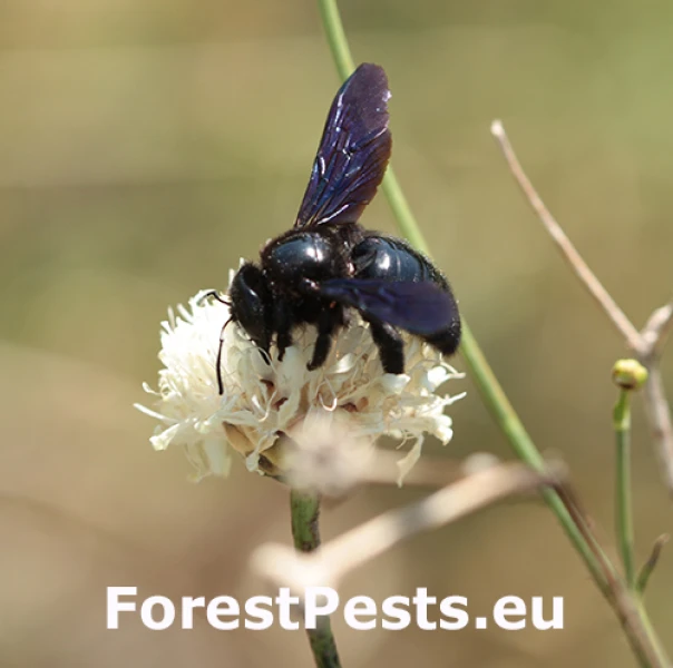 Drev&aacute;r fialov&yacute;