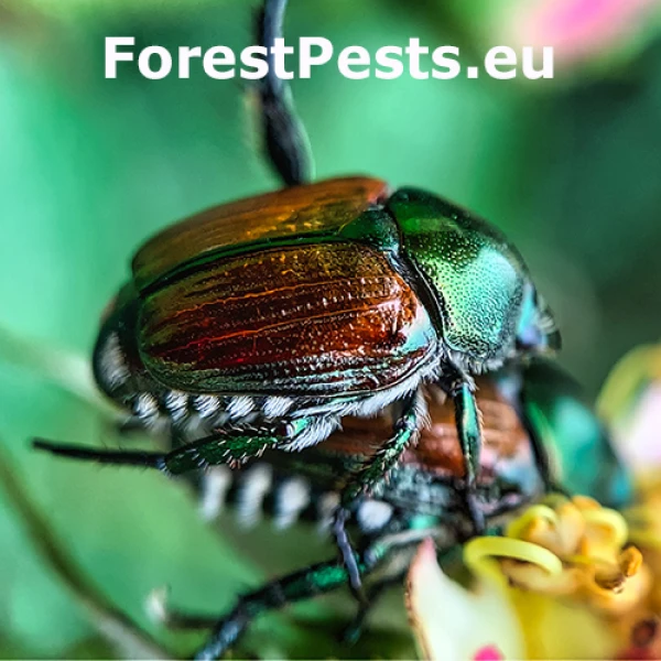 Chr&uacute;stovec japonsk&yacute;