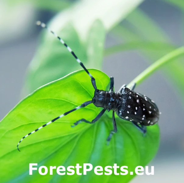 Fuz&aacute;č citrusov&yacute;