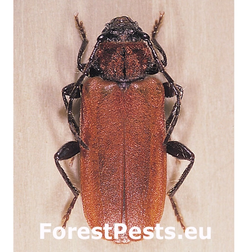 Fuz&aacute;č červen&yacute;