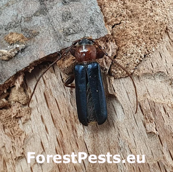 Fuz&aacute;č skladov&yacute;