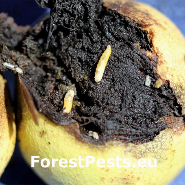 Vrtivka orechov&aacute; 