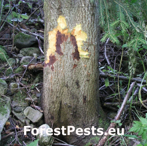 Fytoft&oacute;ra jel&scaron;ov&aacute;