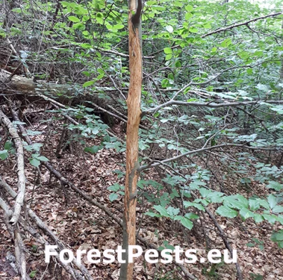 Daniel &scaron;kvrnit&yacute;