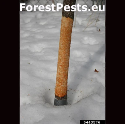 Zajac poľn&yacute;, kr&aacute;lik div&yacute;