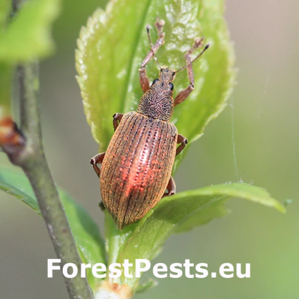 Nos&aacute;niky Phyllobius a Polydrusus