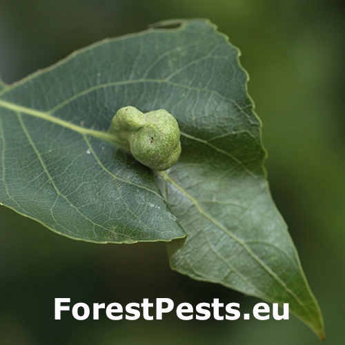 Dutin&aacute;rka Pemphigus populi