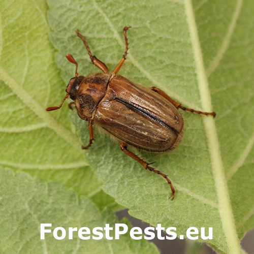 Chr&uacute;stik letn&yacute;