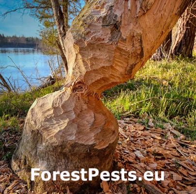 Bobor eur&oacute;psky 