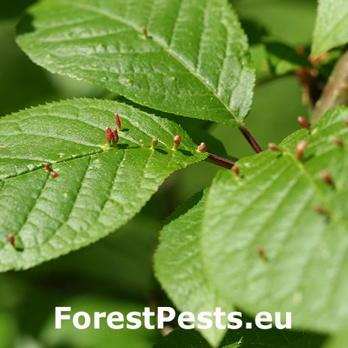 Roztoč Eriophyes padi