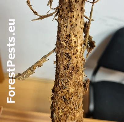 Byľomor Rabdophaga saliciperda