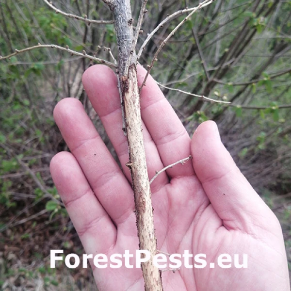 Drobn&eacute; hlodavce