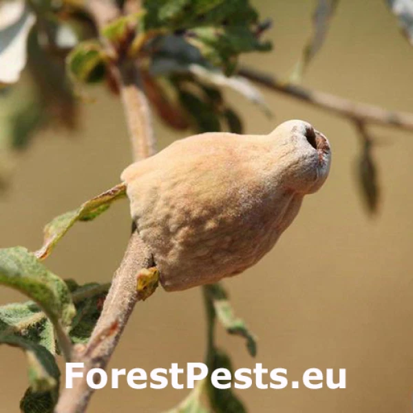 Hrčiarka Andricus tomentosus