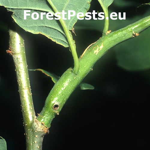 Obaľovač &uacute;hľadn&yacute;