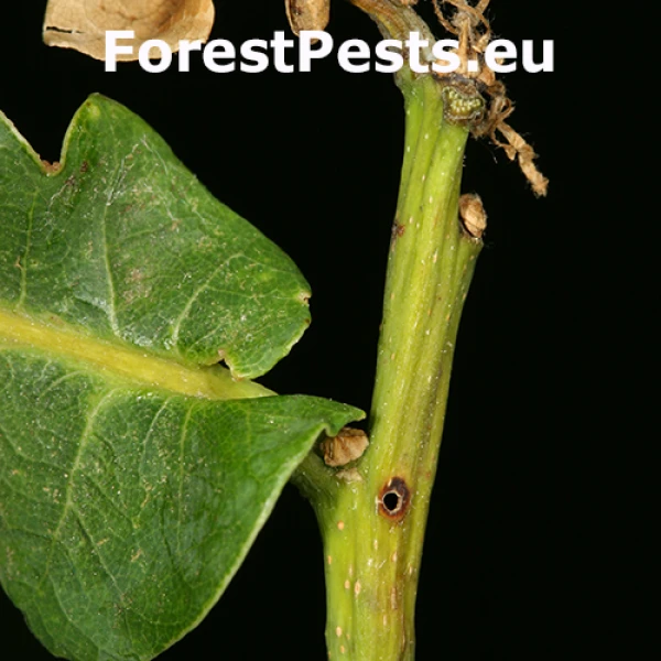 Psotka Stenolechia gemmella