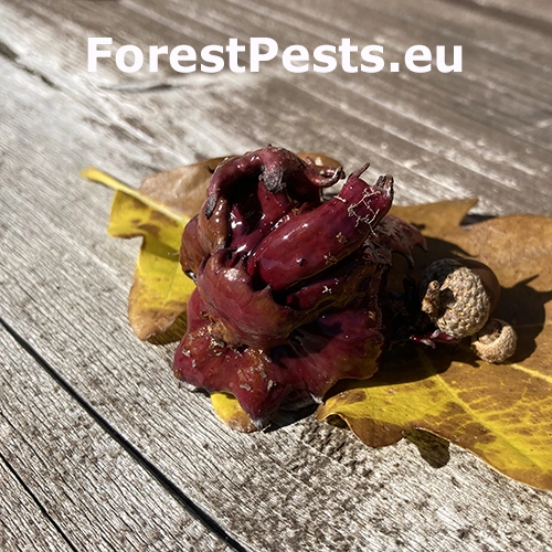 Hrčiarka Andricus dentimitratus