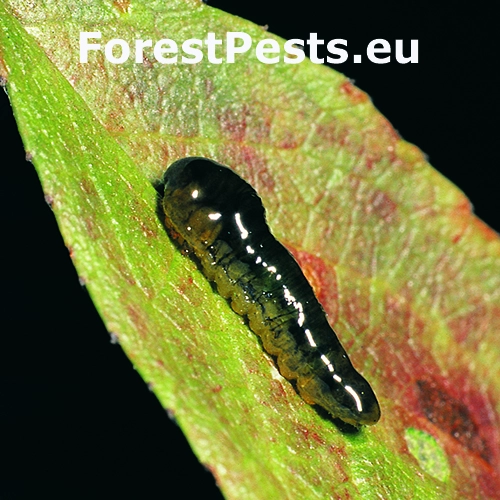 Piliarka čere&scaron;ňov&aacute;