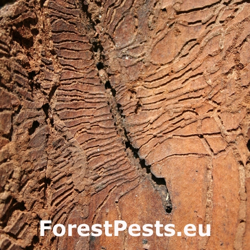 Podk&ocirc;rnik brezov&yacute;