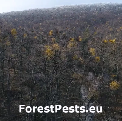 Imelovec eur&oacute;psky