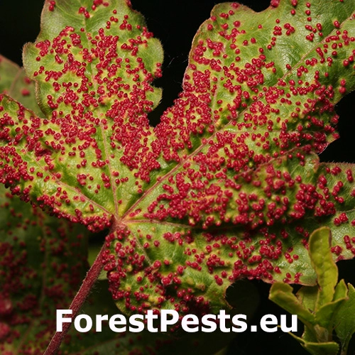 Vlnovn&iacute;k Murrayov