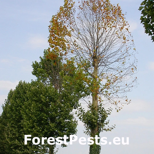 Rakovina k&ocirc;ry platanov 