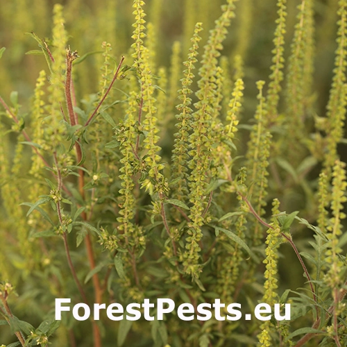 Ambr&oacute;zia palinolist&aacute;