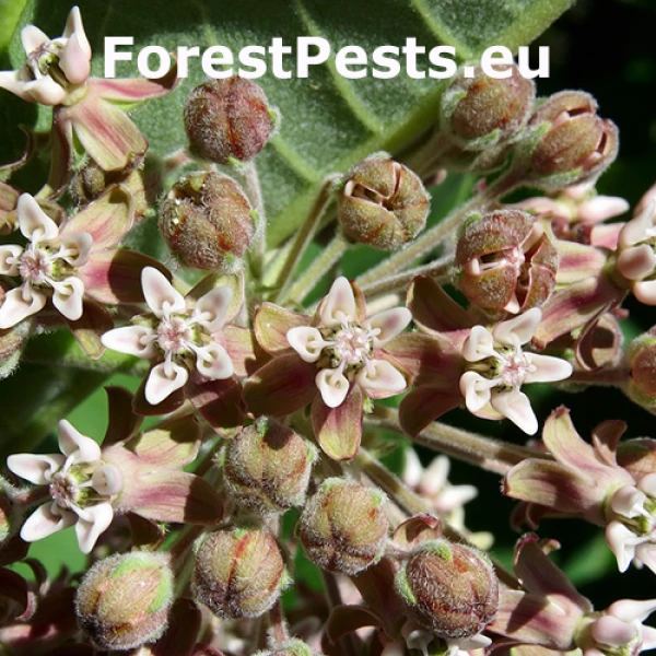 Glejovka americk&aacute; 