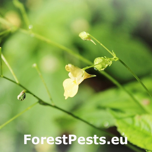 Net&yacute;kavka malokvet&aacute;