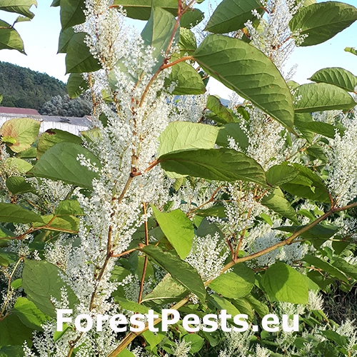 Kr&iacute;dlatka japonsk&aacute; = poh&aacute;nkovec
