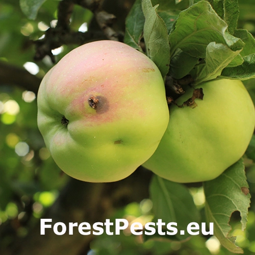 Obaľovač jablčn&yacute;