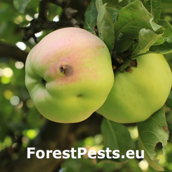 Obaľovač jablčn&yacute;