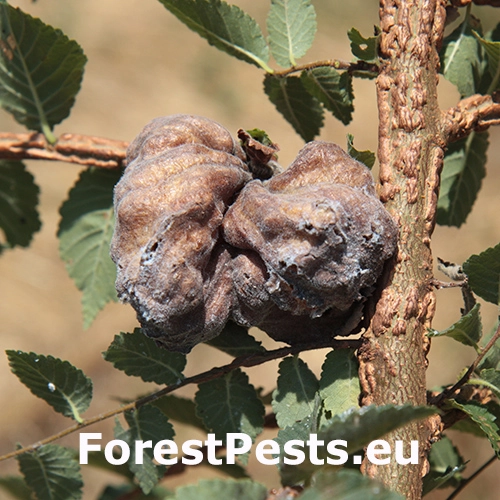 Vlnačka brestov&aacute;