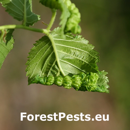 Vlnačka Eriosoma ulmi