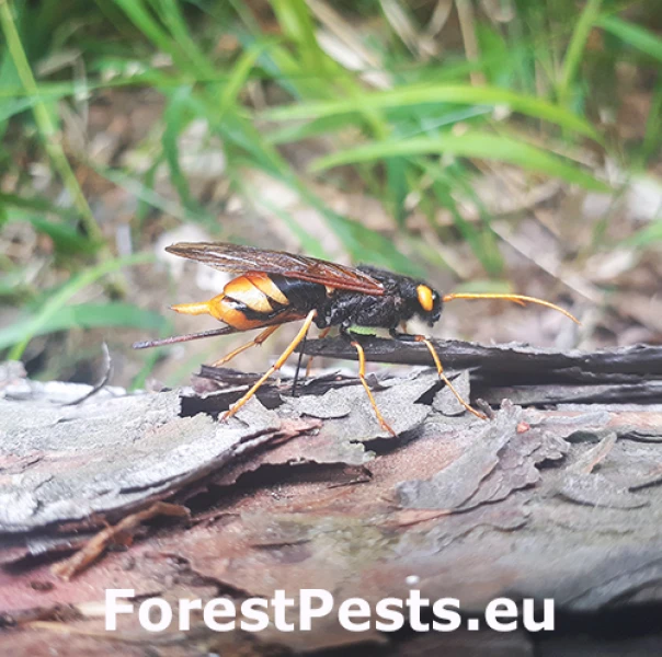 P&iacute;lovka veľk&aacute;